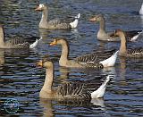 White-fronted Goose 9P52D-008